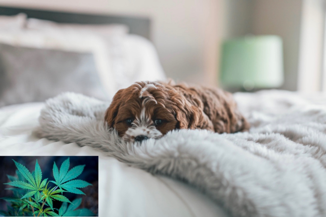effets symptômes cannabis chien chat animaux