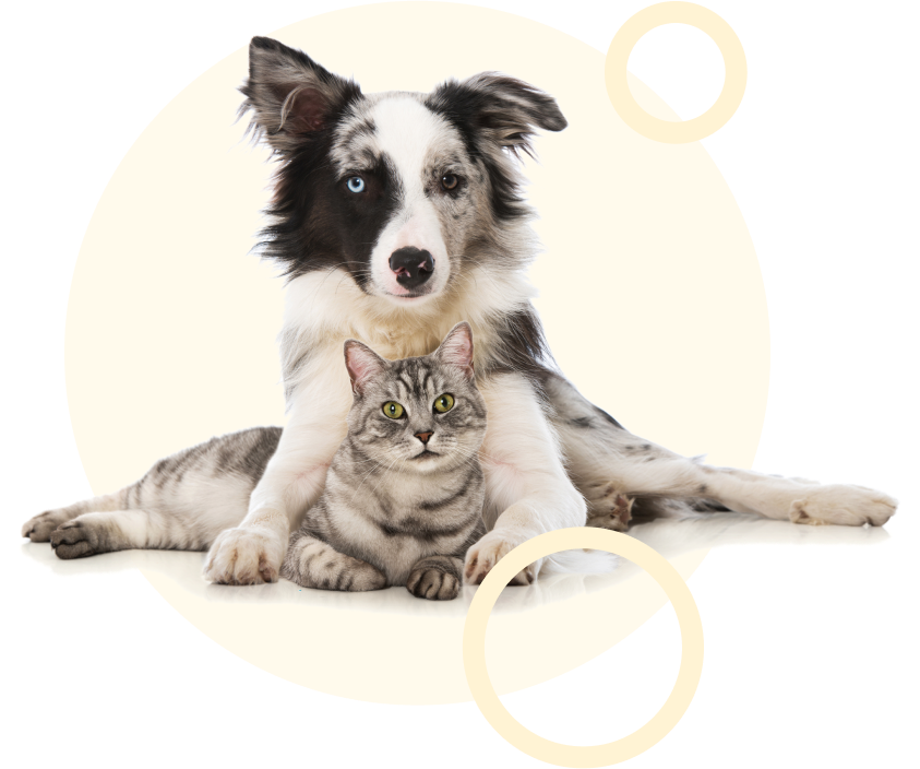 Hopital Veterinaire Journet Votre Clinique Veterinaire A Montreal